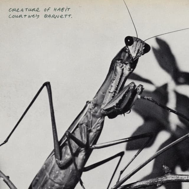 Courtney barnett- creature of habit