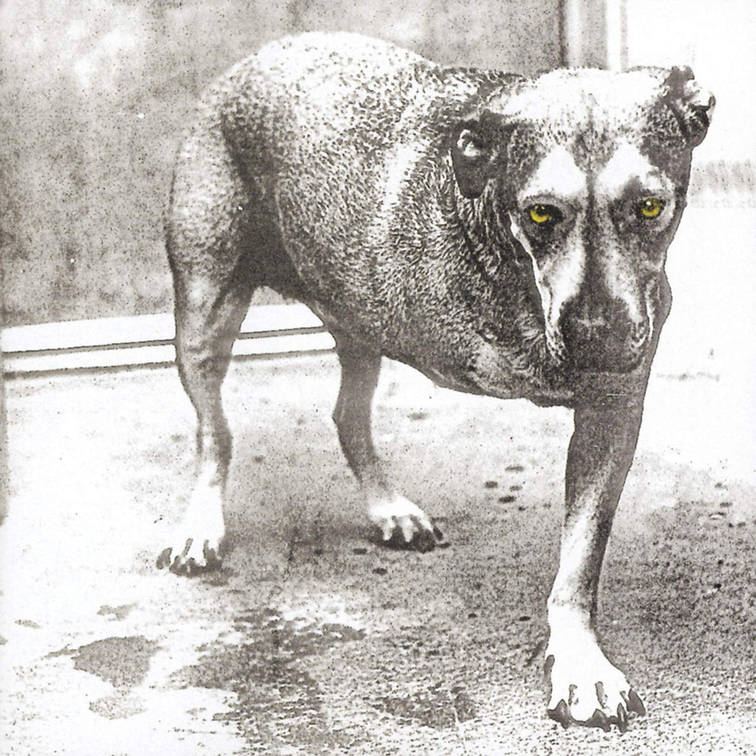 Alice In Chains- Alice in Chains